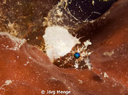 PETIT by Jörg Menge 